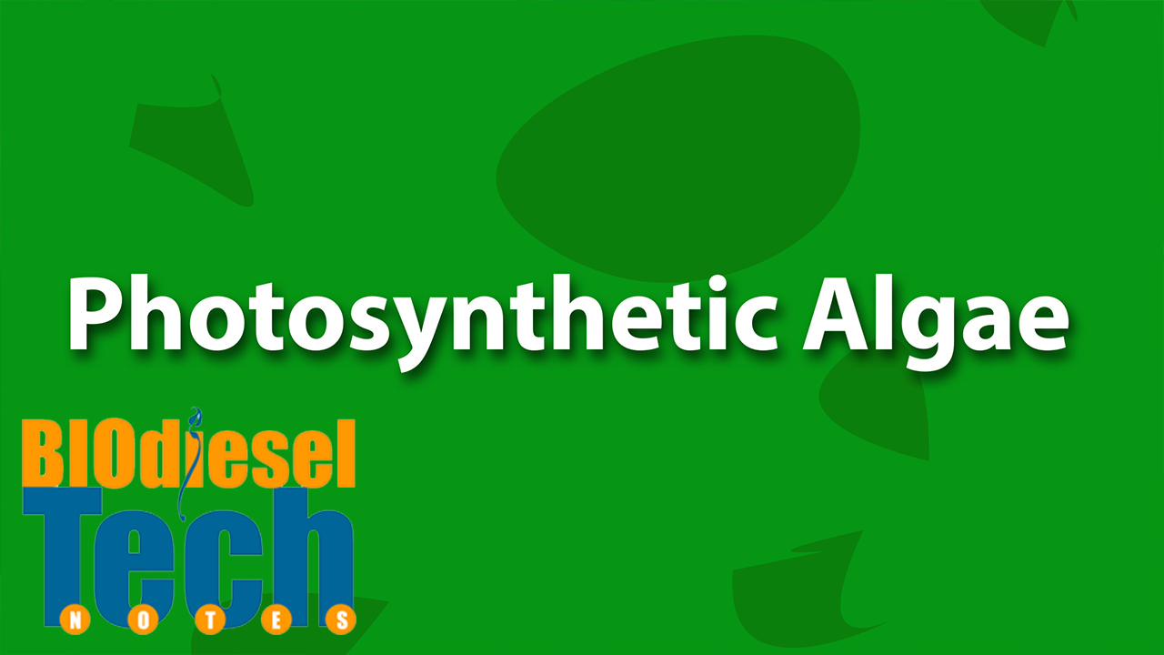 Phospholipids in Algae for Biodiesel Production